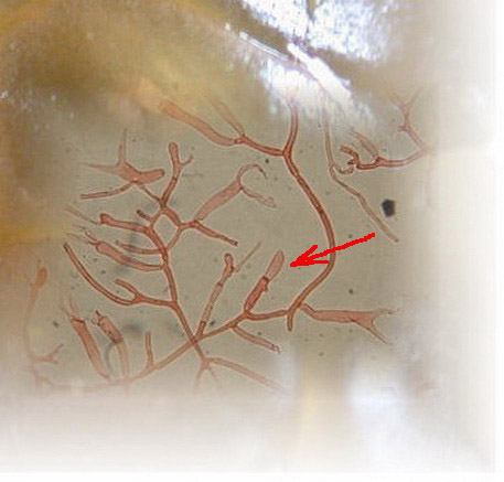 In mancanza di .... QUIZ